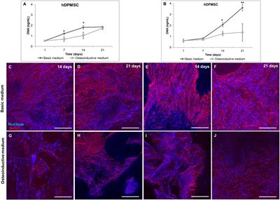 Clarifying the Tooth-Derived Stem Cells Behavior in a 3D Biomimetic Scaffold for Bone Tissue Engineering Applications